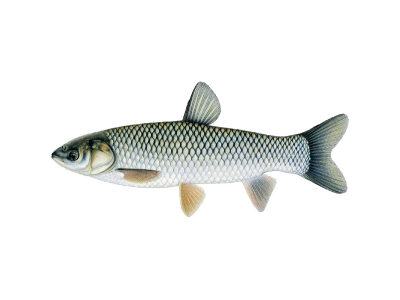 Amur (Ctenopharyngodon idella) Amur (Ctenopharyngodon idella)