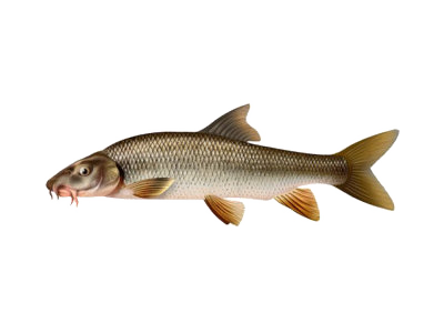 Brzana (Barbus barbus) Brzana (Barbus barbus)