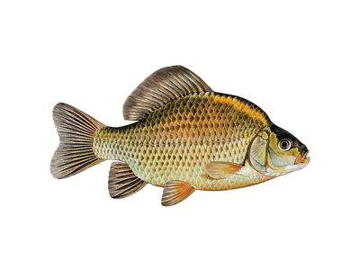 Karaś (Carassius carassius) Karaś (Carassius carassius)