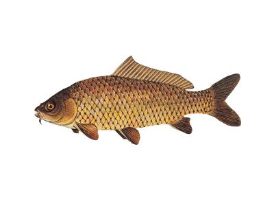 Karp (Cyprinus carpio) Karp (Cyprinus carpio)
