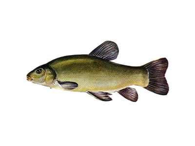 Lin (Tinca tinca) Lin (Tinca tinca)