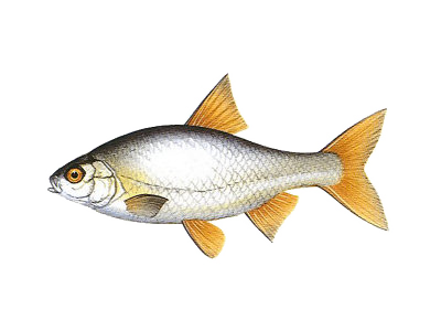 Płoć (Rutilus rutilus) Płoć (Rutilus rutilus)