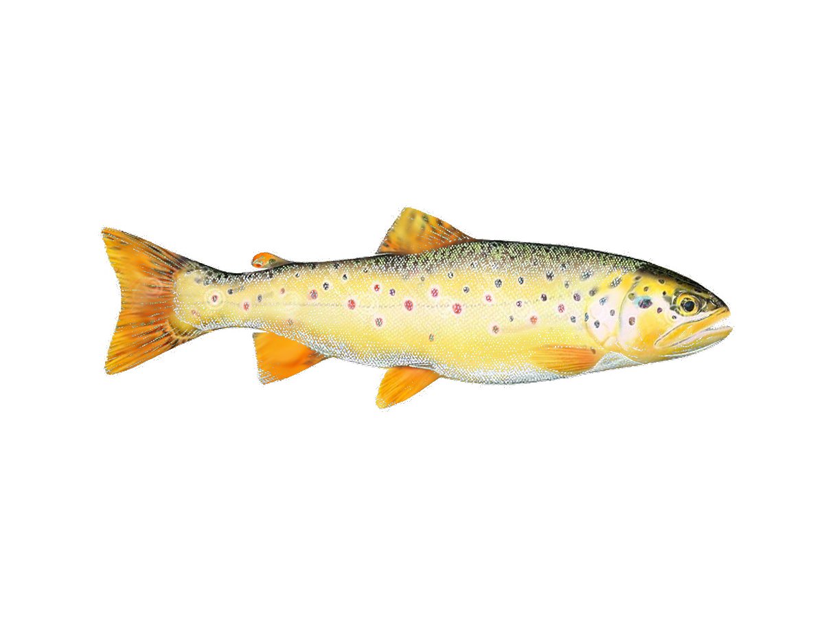 Pstrąg potokowy (Salmo trutta m. fario) Pstrąg potokowy (Salmo trutta m. fario)
