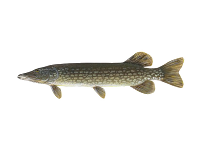 Szczupak (Esox lucius) Szczupak (Esox lucius)