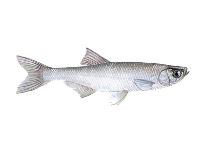 Ukleja (Alburnus alburnus) Ukleja (Alburnus alburnus)
